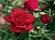 Роза чайно-гибридная Крайслер Империал, С 3,5
