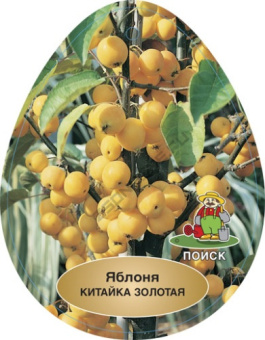 Яблоня Ранетка Золотая китайка летняя (2-летняя) полукарл.подвой ЗКС