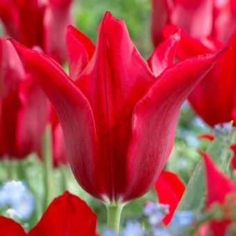 -де-Лёр-e1555662276360