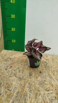 Бегония рекс *В