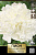 Пион молочноцветковый Фринжд Айвори* 2-3/К