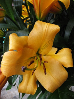 Лилия ОТ-Гибрид Морини