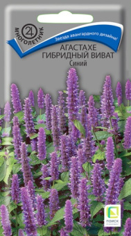 agastahe_gibrid_vivat_siny