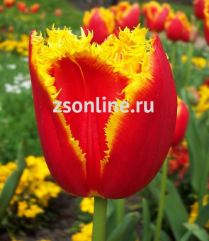 Изображение загружено обработкой по данным файла Excel