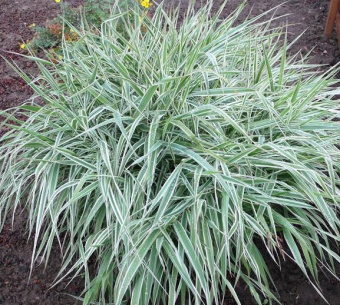 Без названия