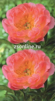 Изображение загружено обработкой по данным файла Excel