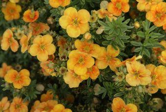 Лапчатка кустарниковая Манго Танго, С 7,5 л, 20-30 см