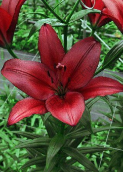 Лилия ЛА-Гибрид Атакама