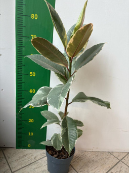 Фикус Тинеке 17/70