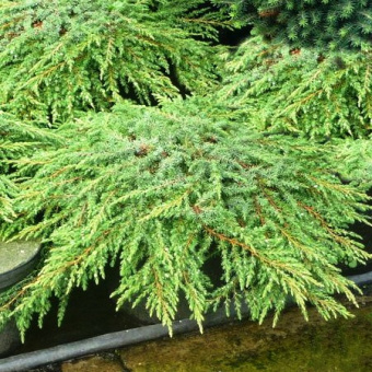 mojjevelnik_green_carpet