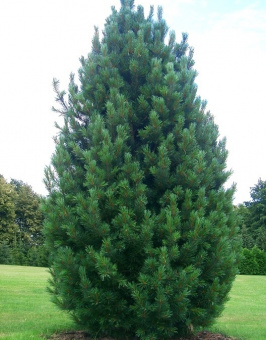 Сосна кедровая европейская, Pinus cembra, в горшке 9л, 15-20 см