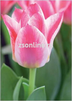 Изображение загружено обработкой по данным файла Excel