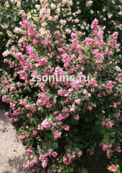 Изображение загружено обработкой по данным файла Excel