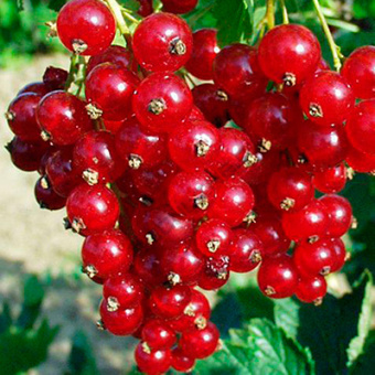 Смородина красная в асс.V1,5л