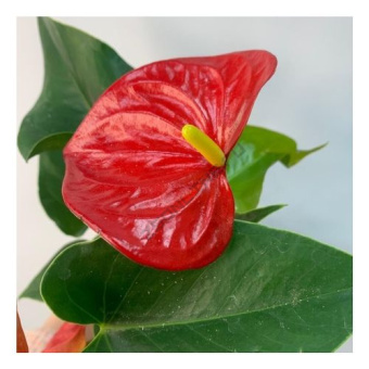 Антуриум красный D15 H65