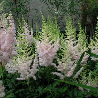 Астильба Милк энд Хоней C1,5