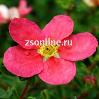 Изображение загружено обработкой по данным файла Excel