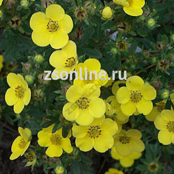 Изображение загружено обработкой по данным файла Excel