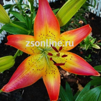 Изображение загружено обработкой по данным файла Excel