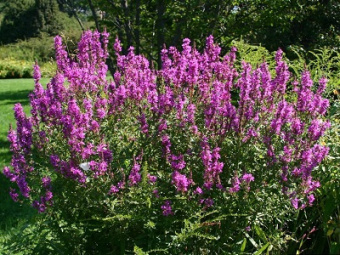 Дербенник иволистный Рози Джем/К
