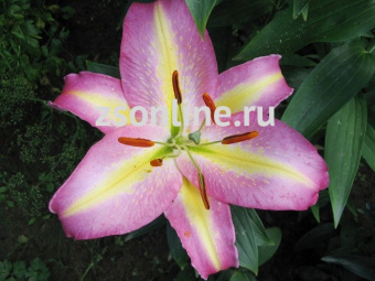 Изображение загружено обработкой по данным файла Excel