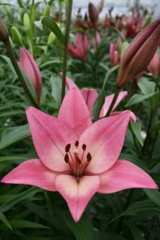 Лилия ЛА-Гибрид Бейонсе