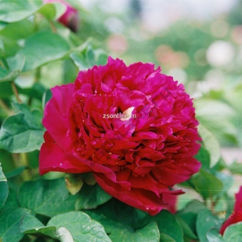 Изображение загружено обработкой по данным файла Excel