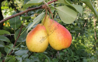 Груша Северянка краснощекая (летний, желтый с буровато- красным румянцем)