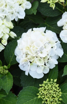 Гортензия крупнолистовая Доппио Бьянко/ЦКорЛюкс