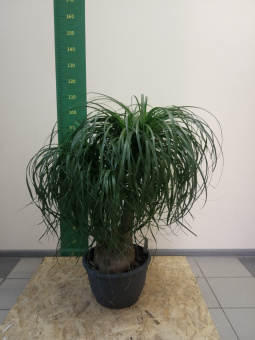 00156096
