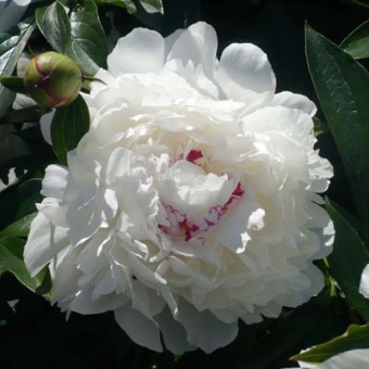 Изображение загружено обработкой по данным файла Excel