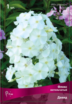 floks_metelch_david_kaper