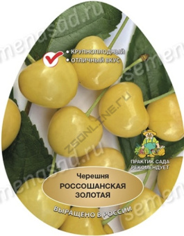 Черешня Россошанская золотая/С