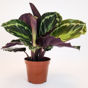 Калатея пурпурно-розовая d10 h35 см