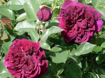 Роза английская парковая Принц