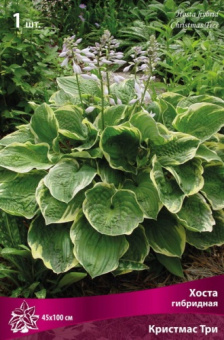 hosta_gibrid_kristmas_tri_kaper