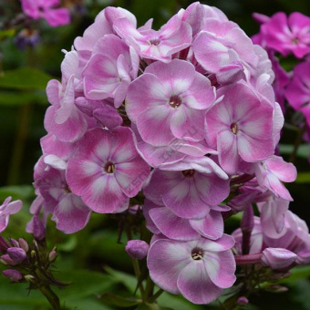 5426_floks-metelchatyy-younique-old-pin