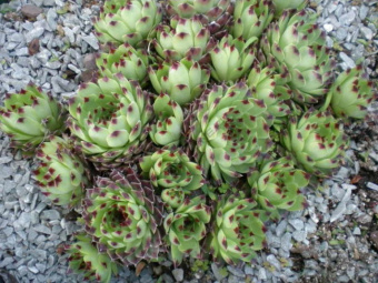 Молодило известковое