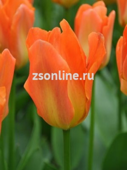 Изображение загружено обработкой по данным файла Excel