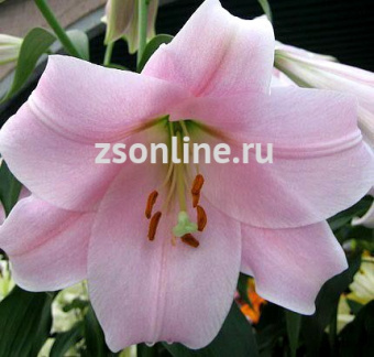 Изображение загружено обработкой по данным файла Excel