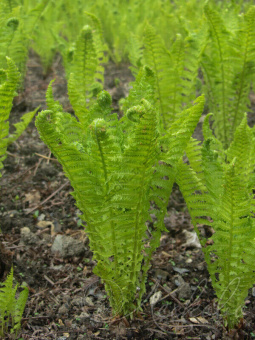 Страусник обыкновенный С5