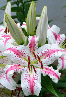 Лилия Восточная Спектатор