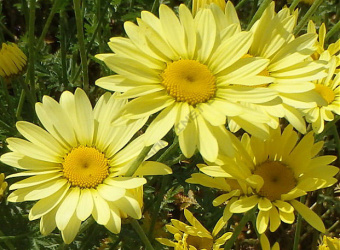 Пупавка гибридная E.C.Buxton