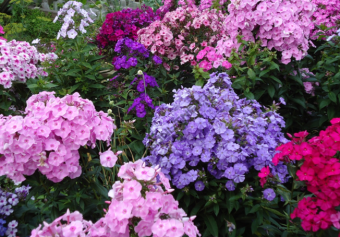 Флокс 2* в асс.V1,5л