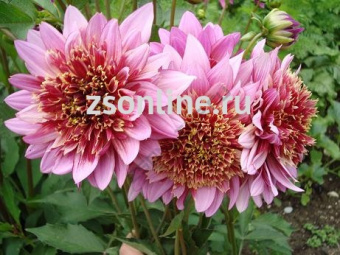 Изображение загружено обработкой по данным файла Excel