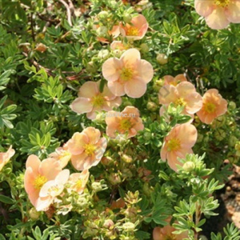 Изображение загружено обработкой по данным файла Excel