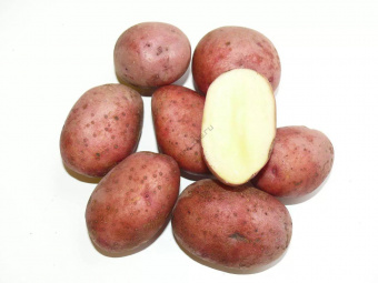 kartofel-lyubava-2