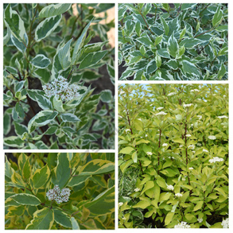 Дерен белый в асс. V 2-3 л