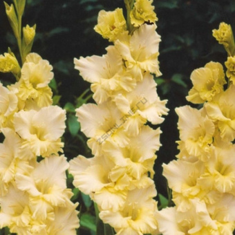 9d9408ccb3030383d78cf6d3a8ea9563