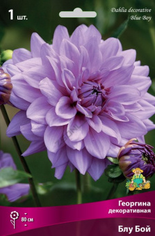 Георгин декоративныйя Блу Бой